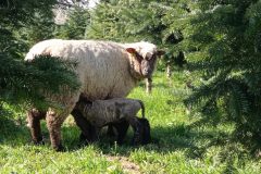 IMG_20230327_141405-min-scaled