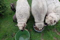 IMG_20230401_093152-min-scaled