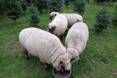 IMG_20230401_093230-min-scaled