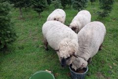 IMG_20230401_093234-min-scaled